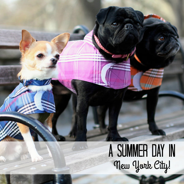 DONE - Whats Trending this Summer In Dog Fashion - New York City Version!