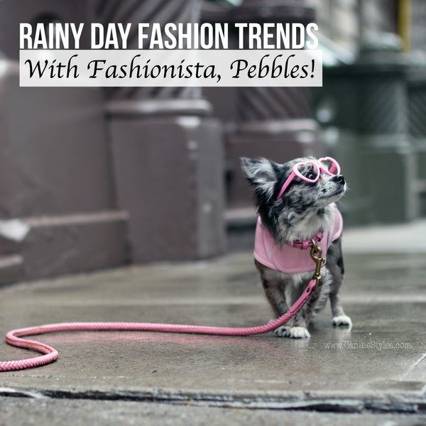 This Cute Ball of Fur Shares Her Rain Day Fashion and Its Gorgeous! Wow!
