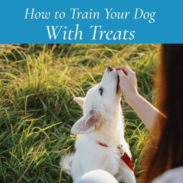 How to Train Your Dog Using Treats as Positive Reinforcement