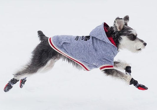 The Do’s and Don’ts of Walking Your Dog in the Rain by Canine Styles