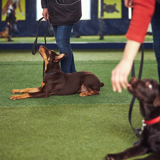 The History of the Westminster Dog Show