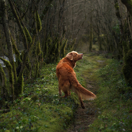 The Science Behind Dog Senses: An In-Depth Exploration