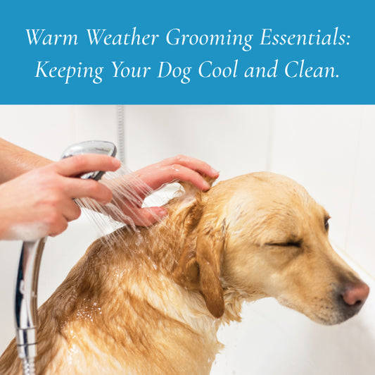 Warm Weather Grooming Essentials: Keeping Your Dog Cool and Clean