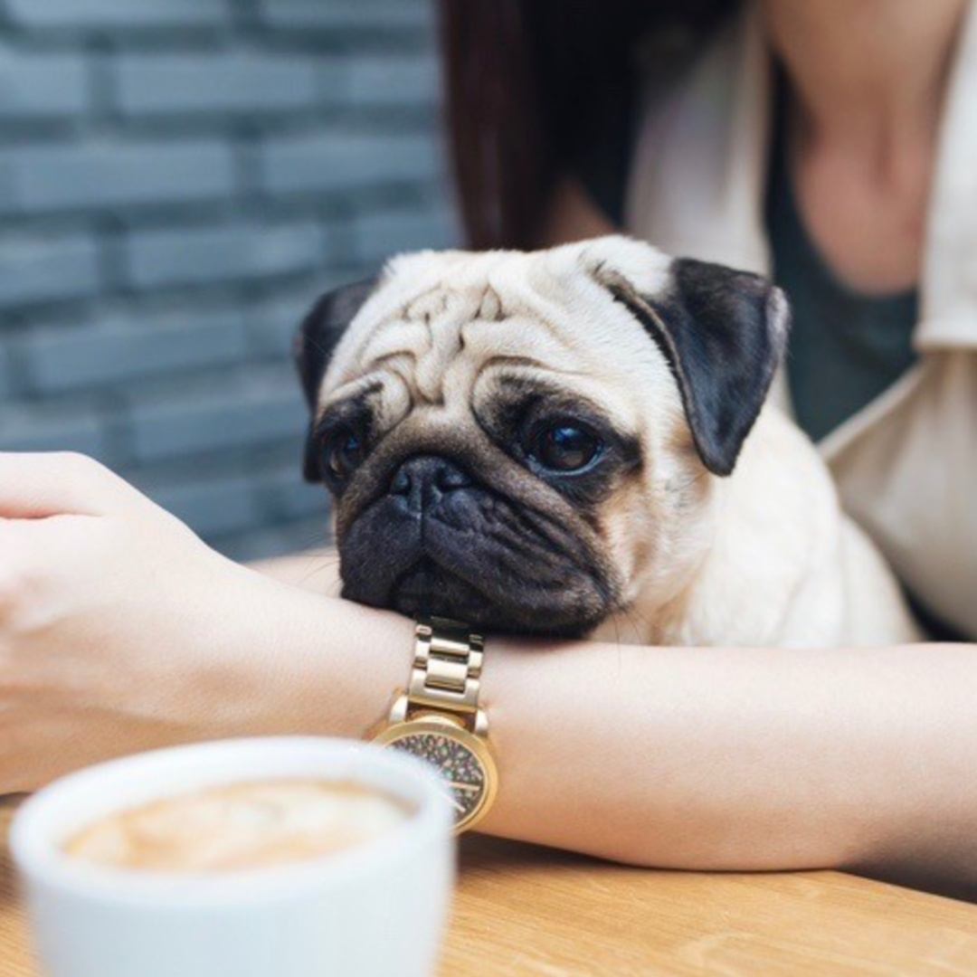 Dog (and Owner) Etiquette at Restaurants & Cafés