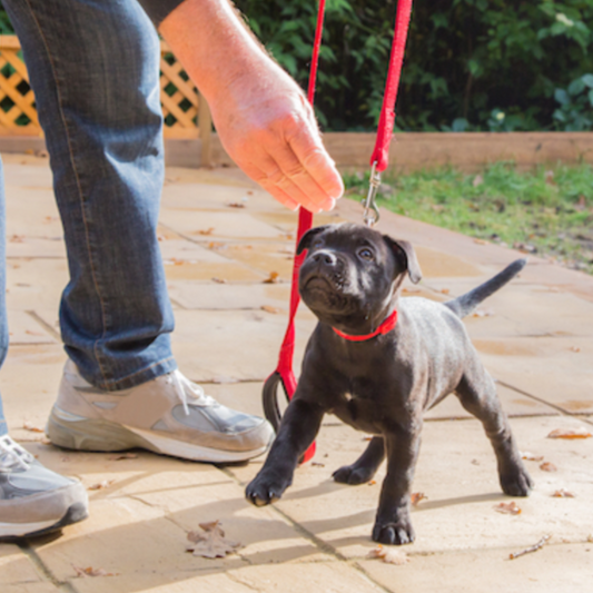 Leash Training 101