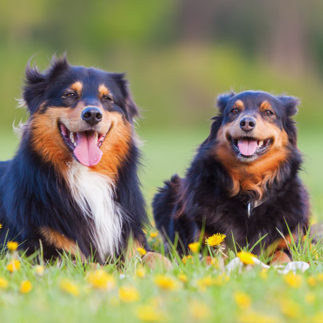 Why Owning Two Dogs Is Better Than Owning Just One – Canine Styles