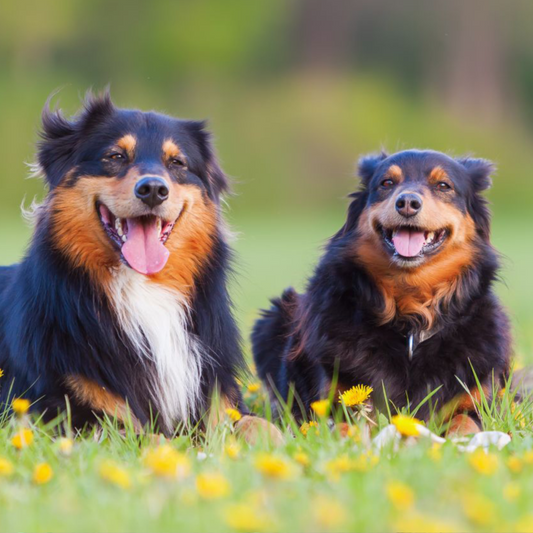 Why Owning Two Dogs Is Better Than Owning Just One