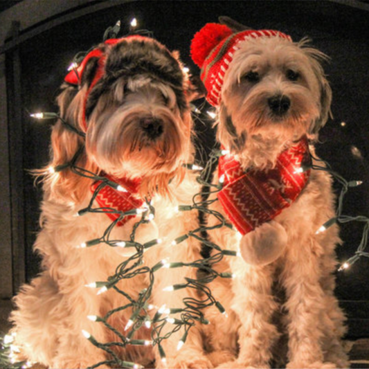 The Perfect Gift for Your Dog