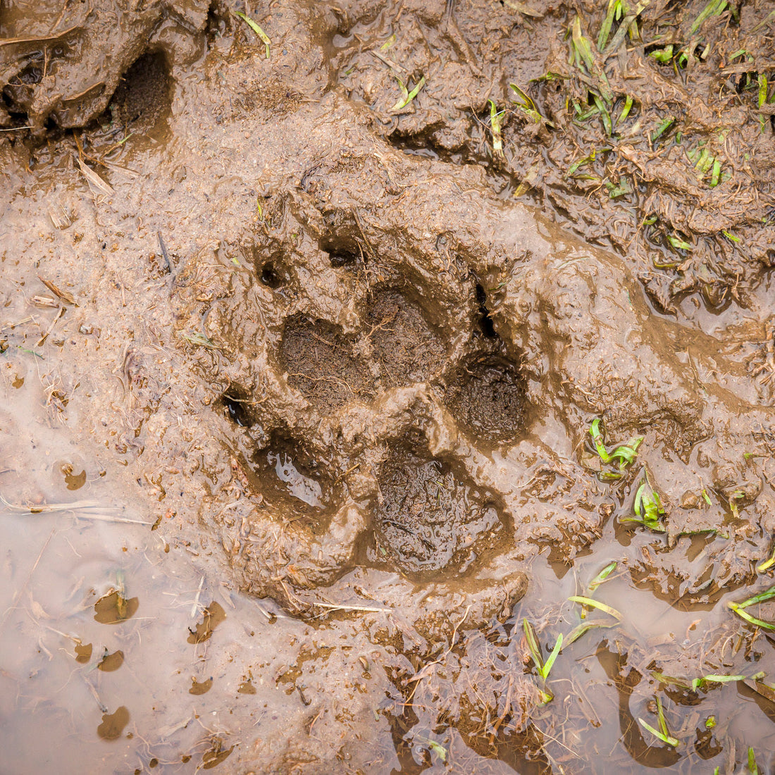 How to Care for Your Dog’s Paws in Wet Weather