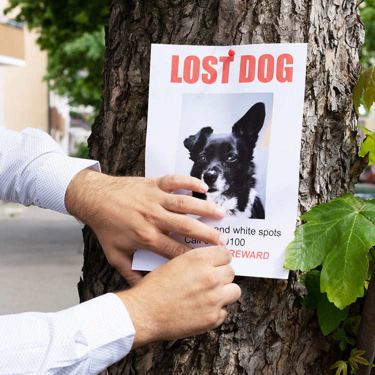 What to Do If Your Dog Goes Missing: A Comprehensive Guide – Canine Styles