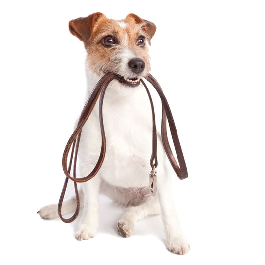 Why a Leather Dog Leash?