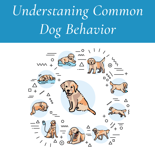 Understanding Common Dog Behavior: Insights into Canine Communication ...