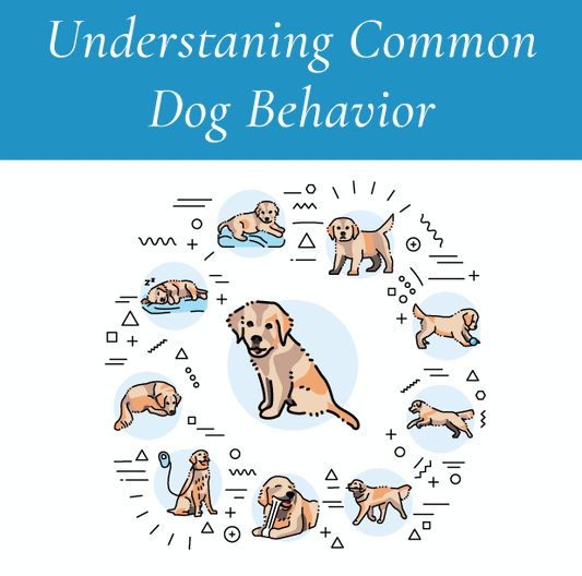 Understanding Common Dog Behavior: Insights into Canine Communication