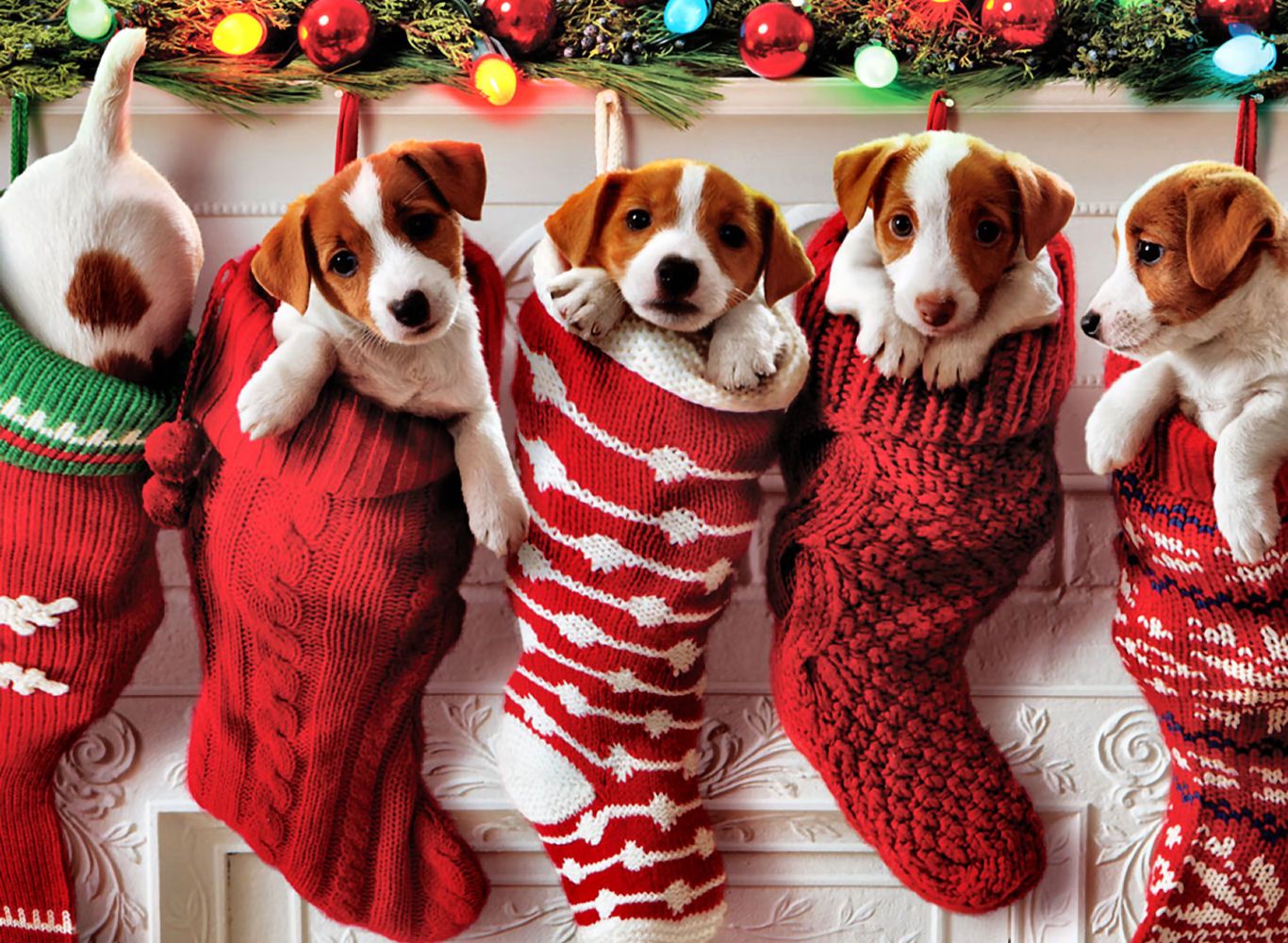 What You Need to Know Before Getting a Dog for Christmas