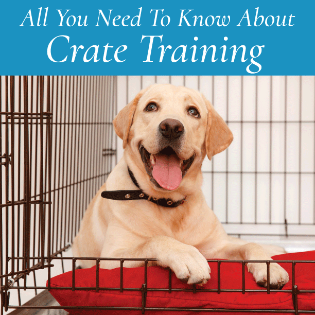 Are You Crate Training Your Pup?