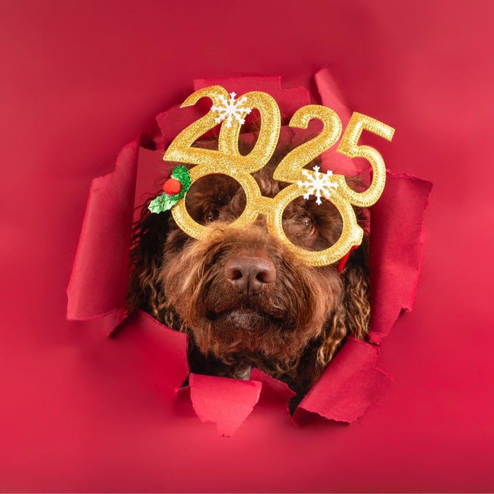 Dog Booties Guide Dog Boot Size Chart Canine Styles