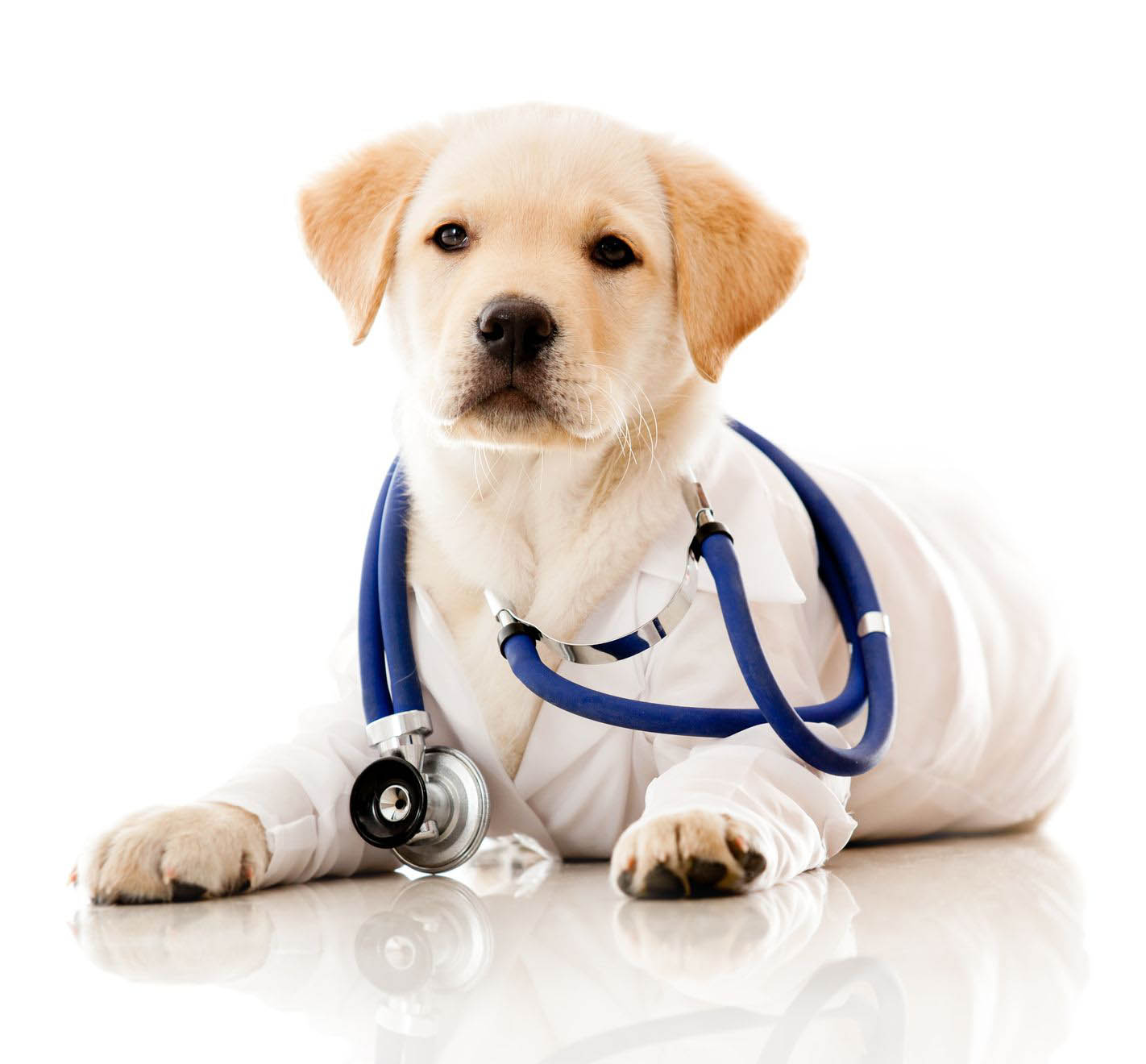 Has Your Dog Had All His Shots?