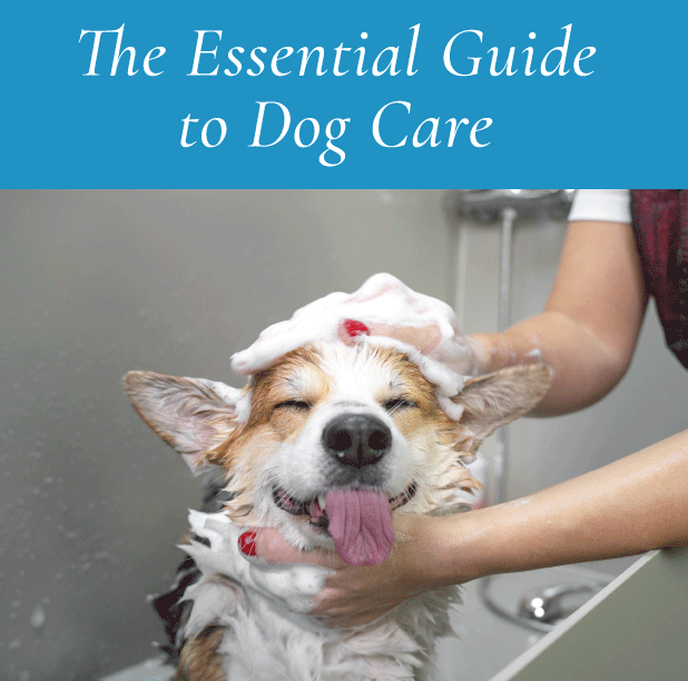 The Essential Guide to Dog Care: 10 Tips for Happy and Healthy Dogs