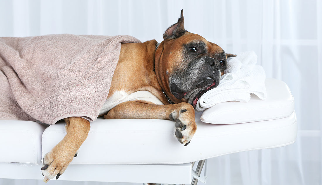 Spa Days for Your Pampered Pooch