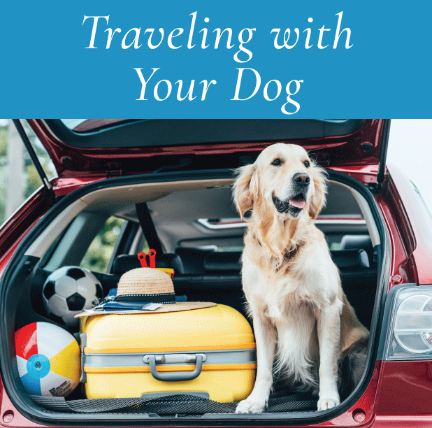 Traveling with Your Dog: Tips for a Safe and Enjoyable Journey