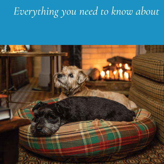 All About Dog Beds