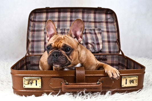 Holiday Travel with Your Dog