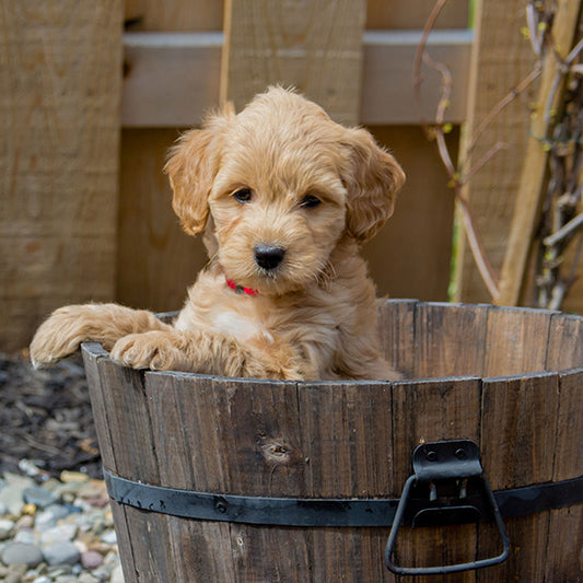 What’s the Big deal with “Doodle Dogs?”