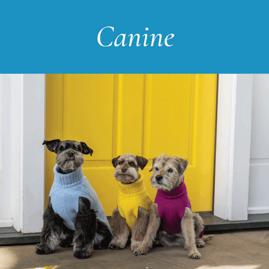 Dog Fashion and Accessory Trends