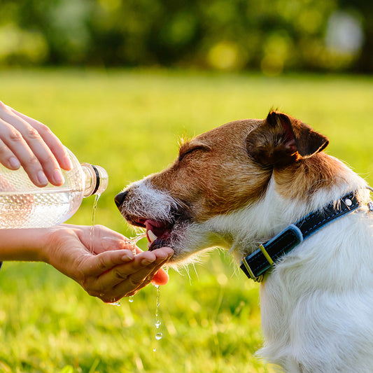 7 Tips to Save Your Dog’s Life in a Heat Wave by Canine Styles