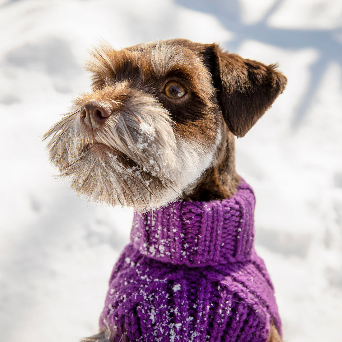 How Cold Is Too Cold for Your Dog?