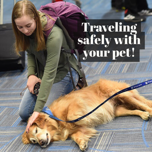 How to keep your dog safe on an airline flight