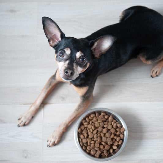 Can Dog Treats Cause Diarrhea?