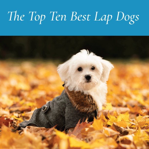 The Top 10 Best Lap Dogs