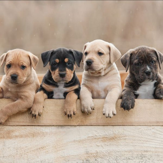 12 Tips for Choosing Your Dog's Name