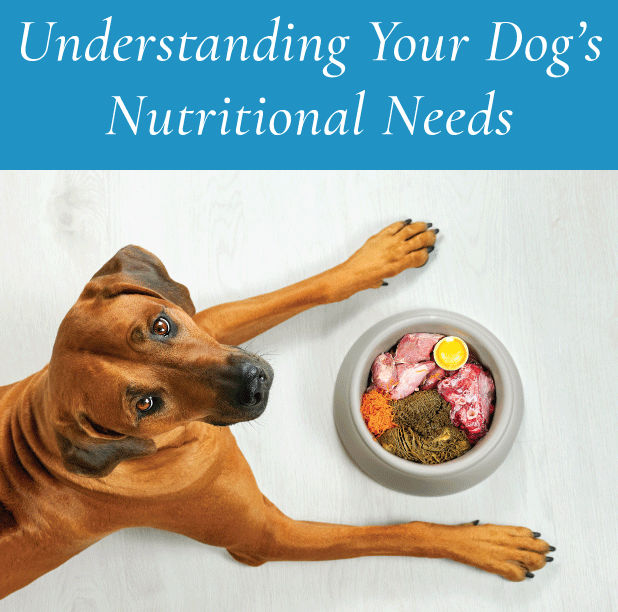Understanding Your Dog's Nutritional Needs: A Guide to Feeding Your Furry Friend