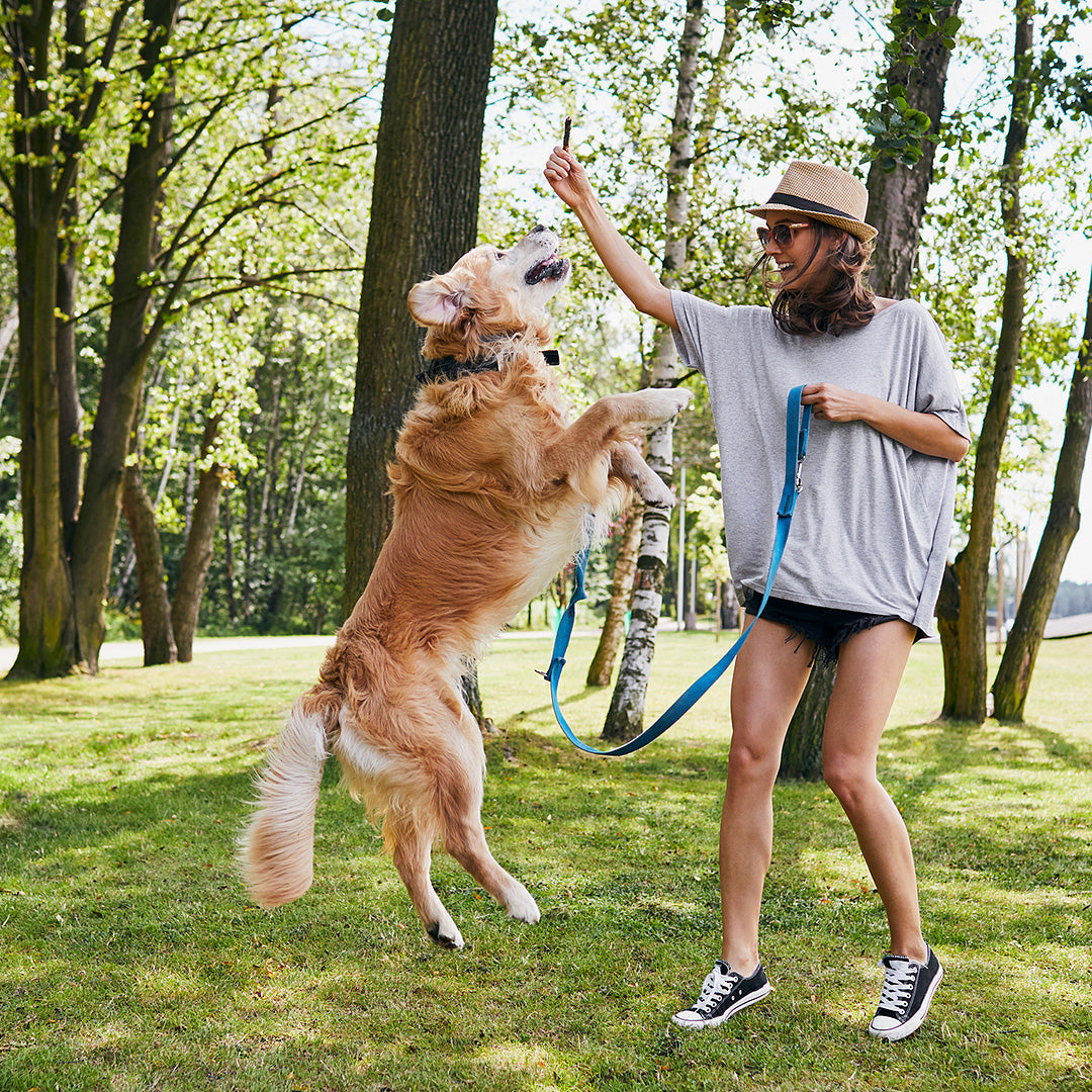Five Great Ways to Keep Your Dog Active This Spring