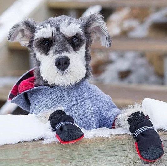 Protect Your Dogs Paws!