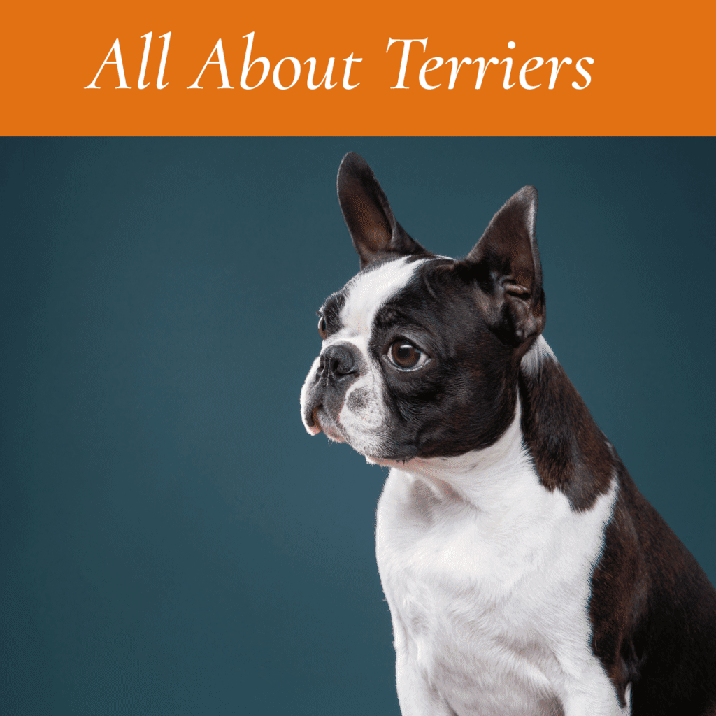 All About Terriers!