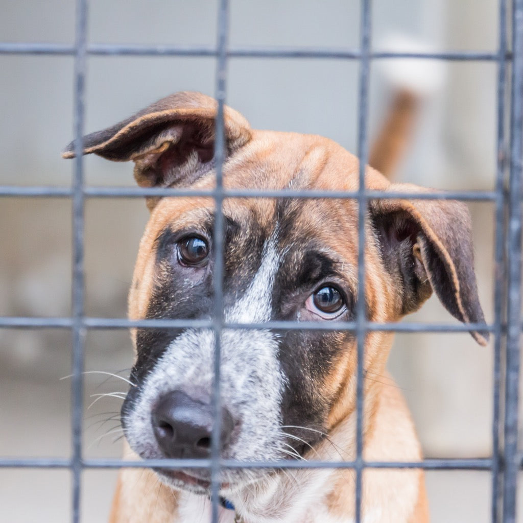 Where to Donate Dog Beds?