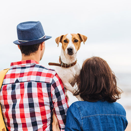 Breaking Stereotypes: 5 Reasons Small Dogs Are Awesome Companions