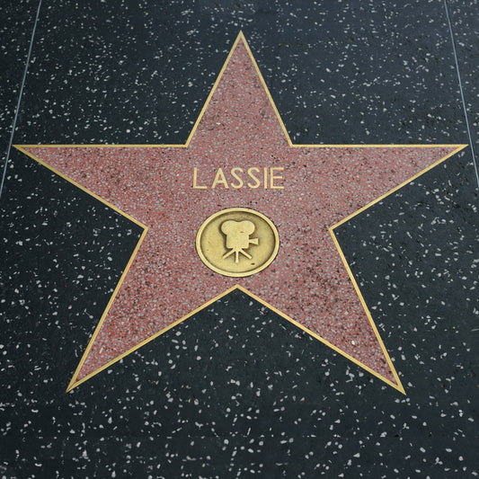 Dogs in Literature: How Canine Characters Shape Stories