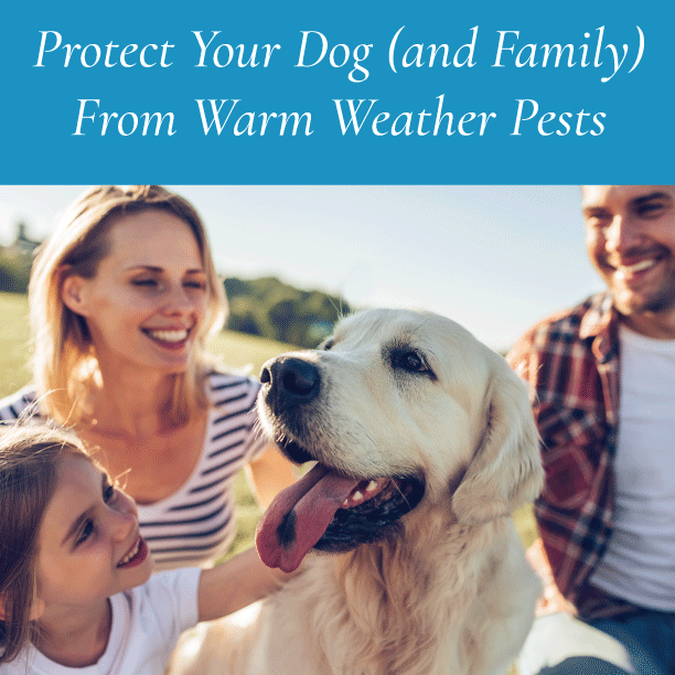 Protect your Dog (and Family) from Warm Weather Pests