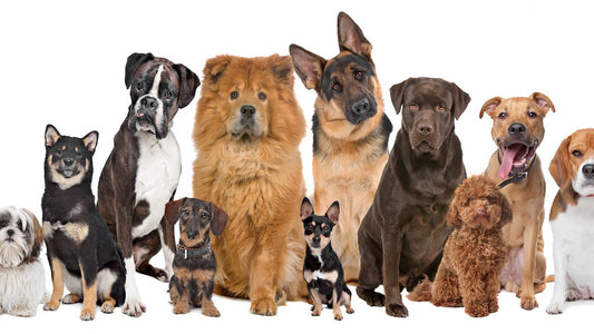 Top 10 ESA Dog Breeds 