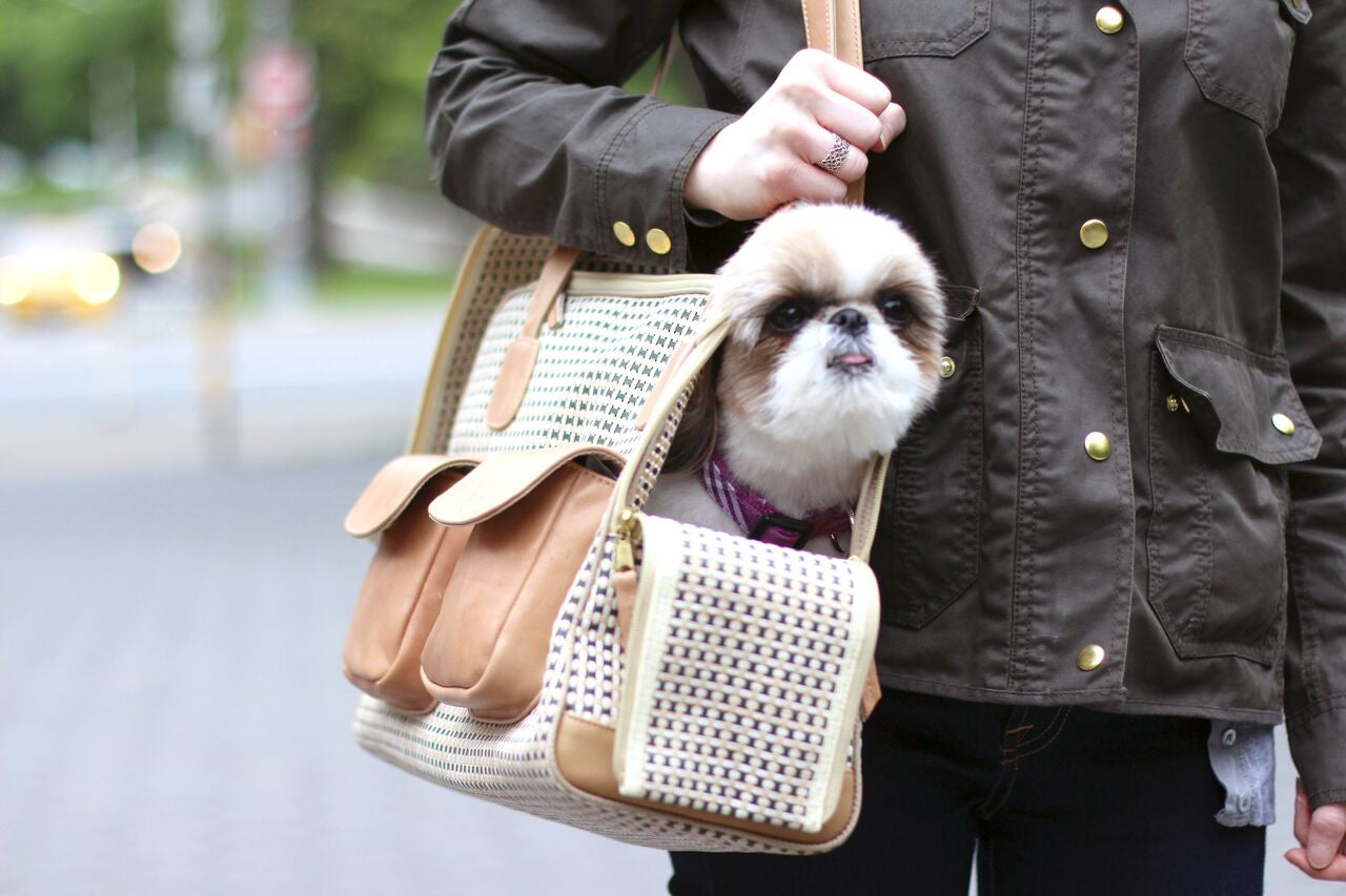 Ceili Takes The Town Canine Styles Dog Carriers!
