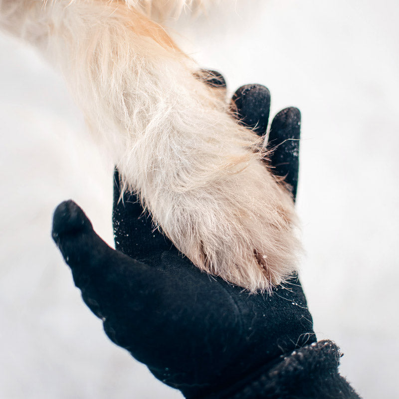 Winter Paw Care by Canine Styles