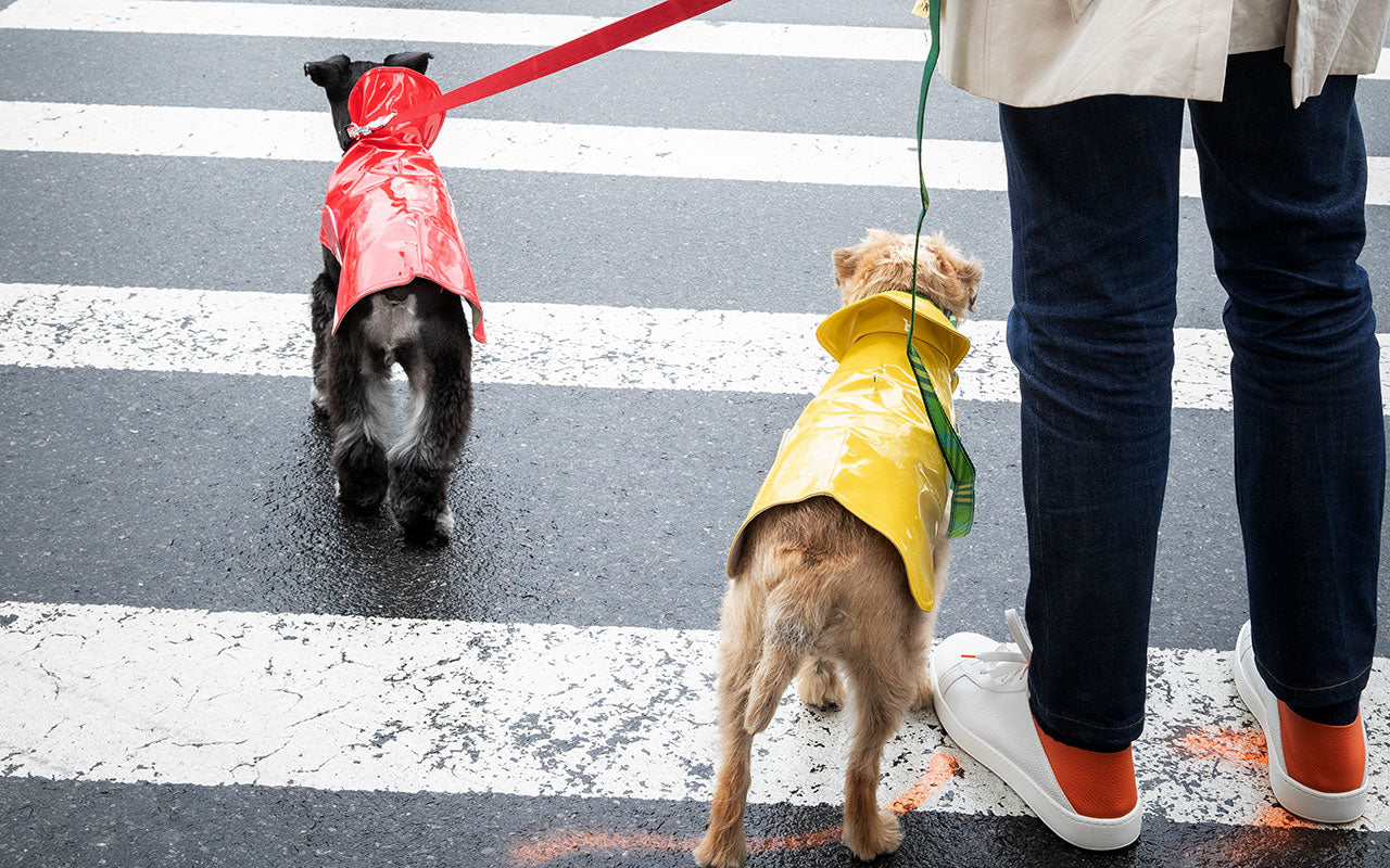 canine rain gear Dog Coat - Slickers, Raincoats - 8-16" - 6 Colors