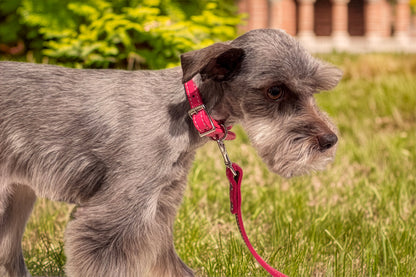 Auburn Dog Collar - Dog Collar, Soft Leather, 11 Colors, Additional Stainless Name Plate Available