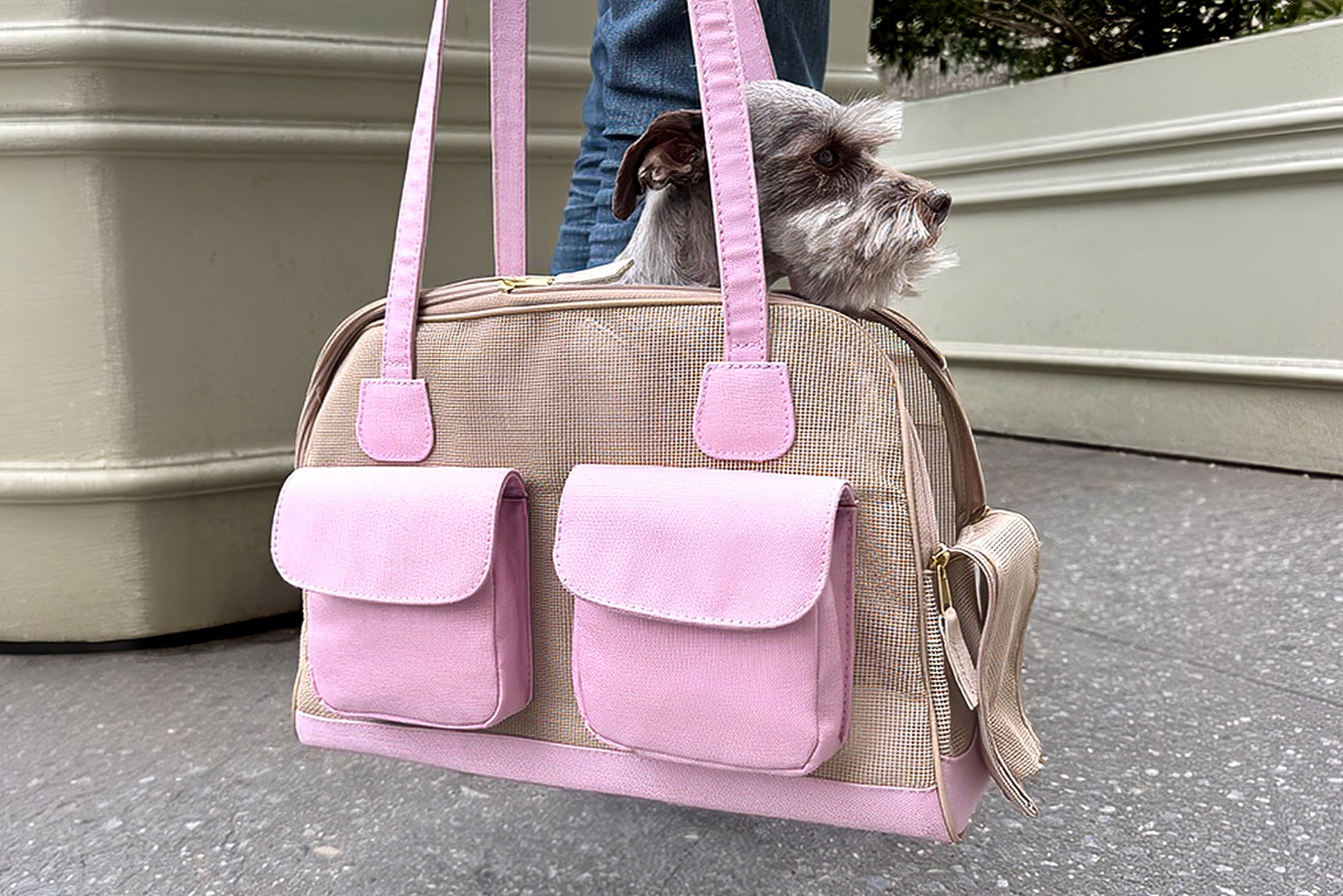 Dog inside a pink and beige pet carrier 