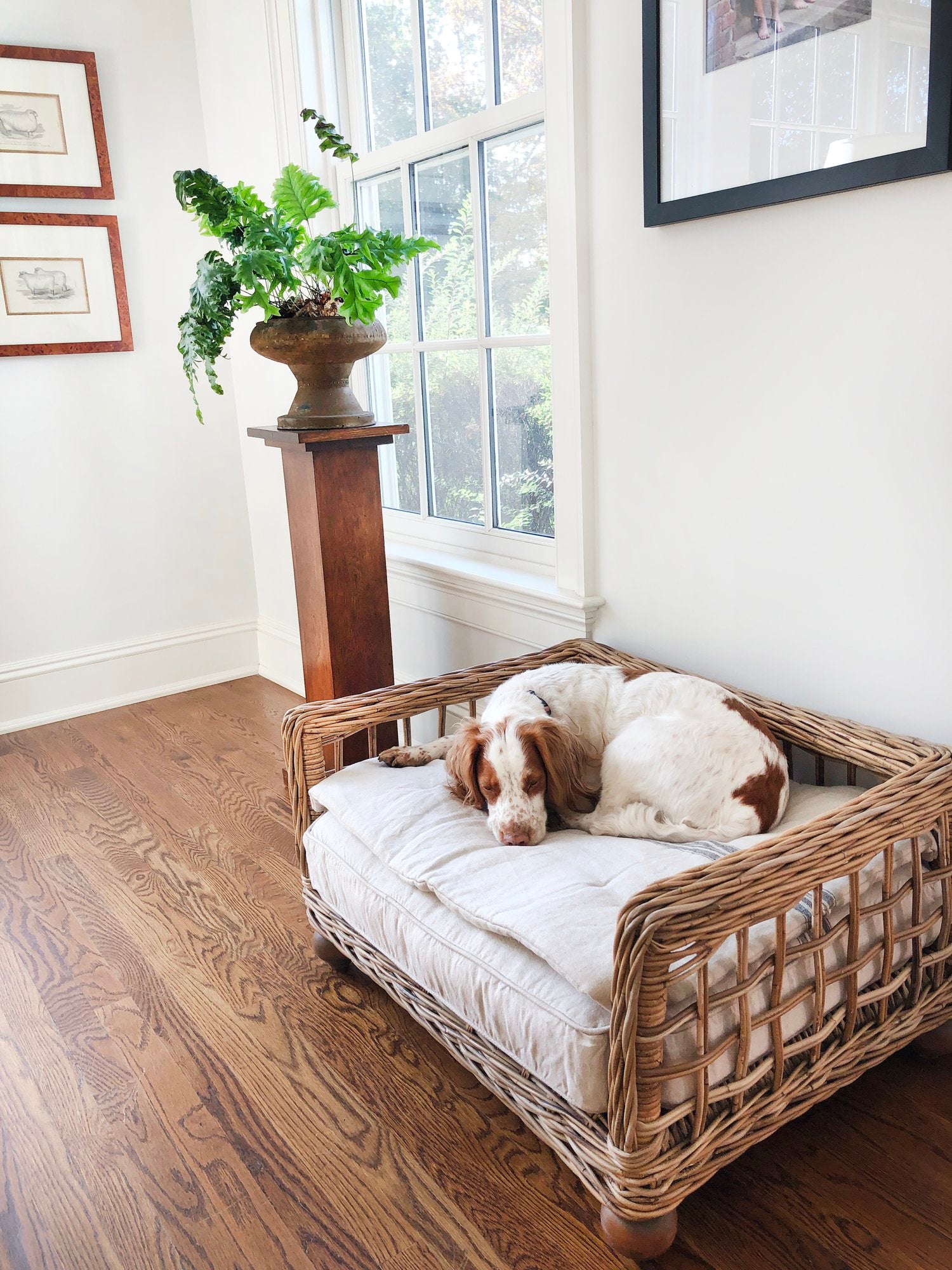 Canine Styles Rattan Dog Bed "3 Size Options"
