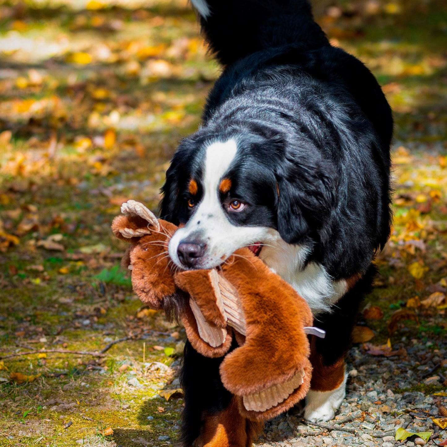 Dog Toy - Maple Moose X-Brace Durable Plush Dog Toy
